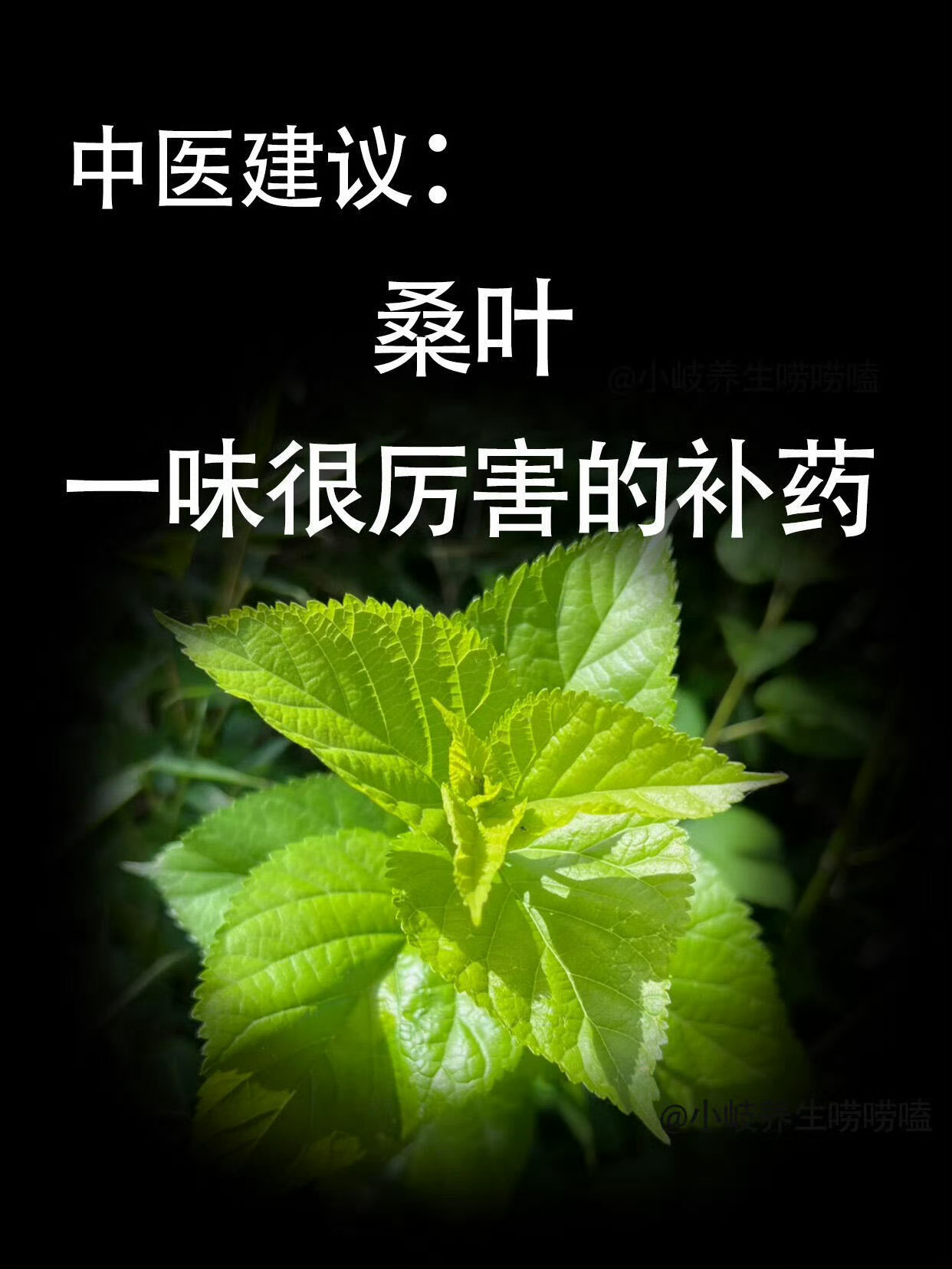霜后的桑叶比肉贵，泡水更是“神仙叶”💥桑叶一年四季皆可采摘，但入药以深秋经霜后