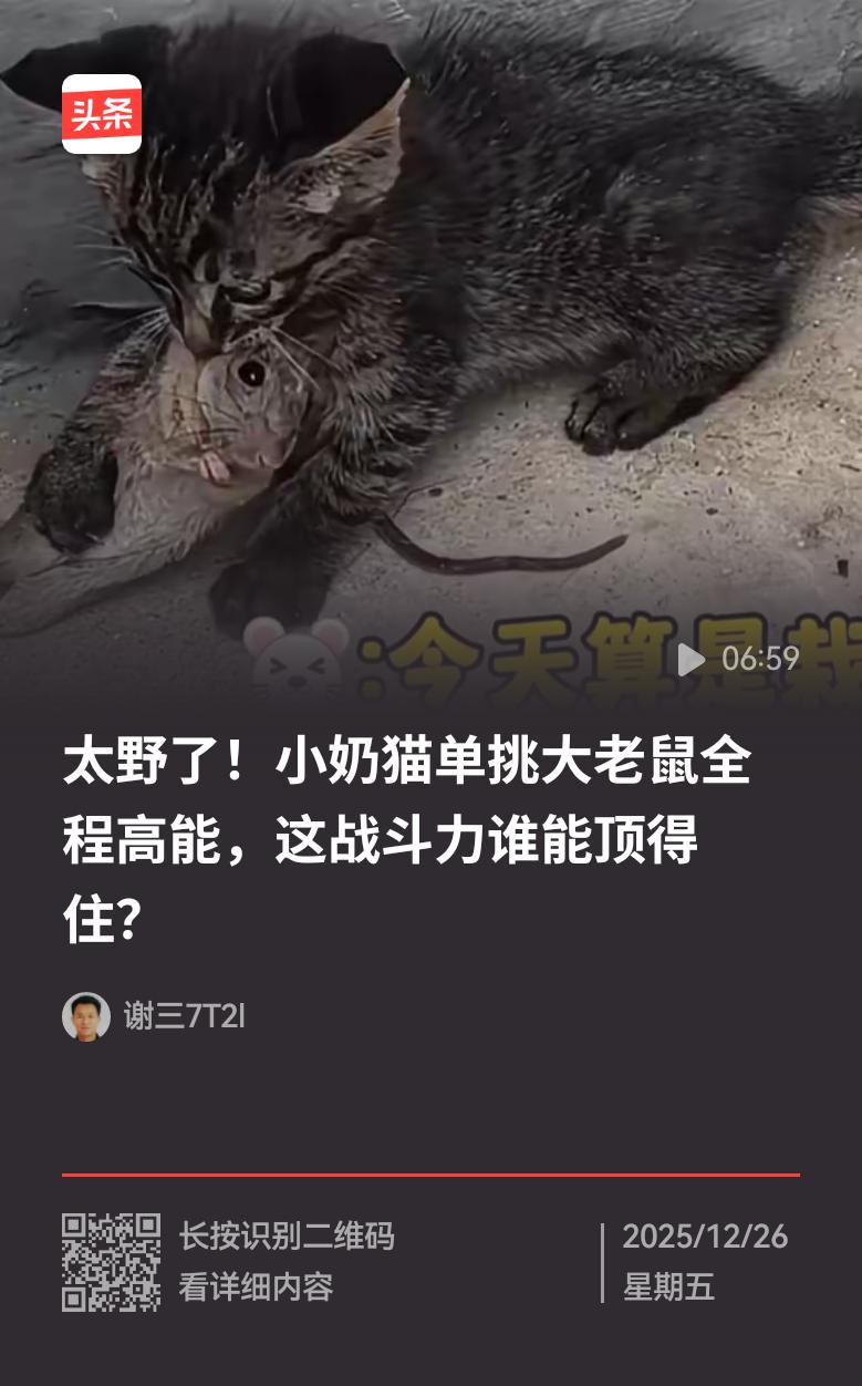 老鼠见了猫，吓得瑟瑟发抖。瞧那刚出世不久、尚在哺乳期的小奶猫，竟有本事擒住大老鼠