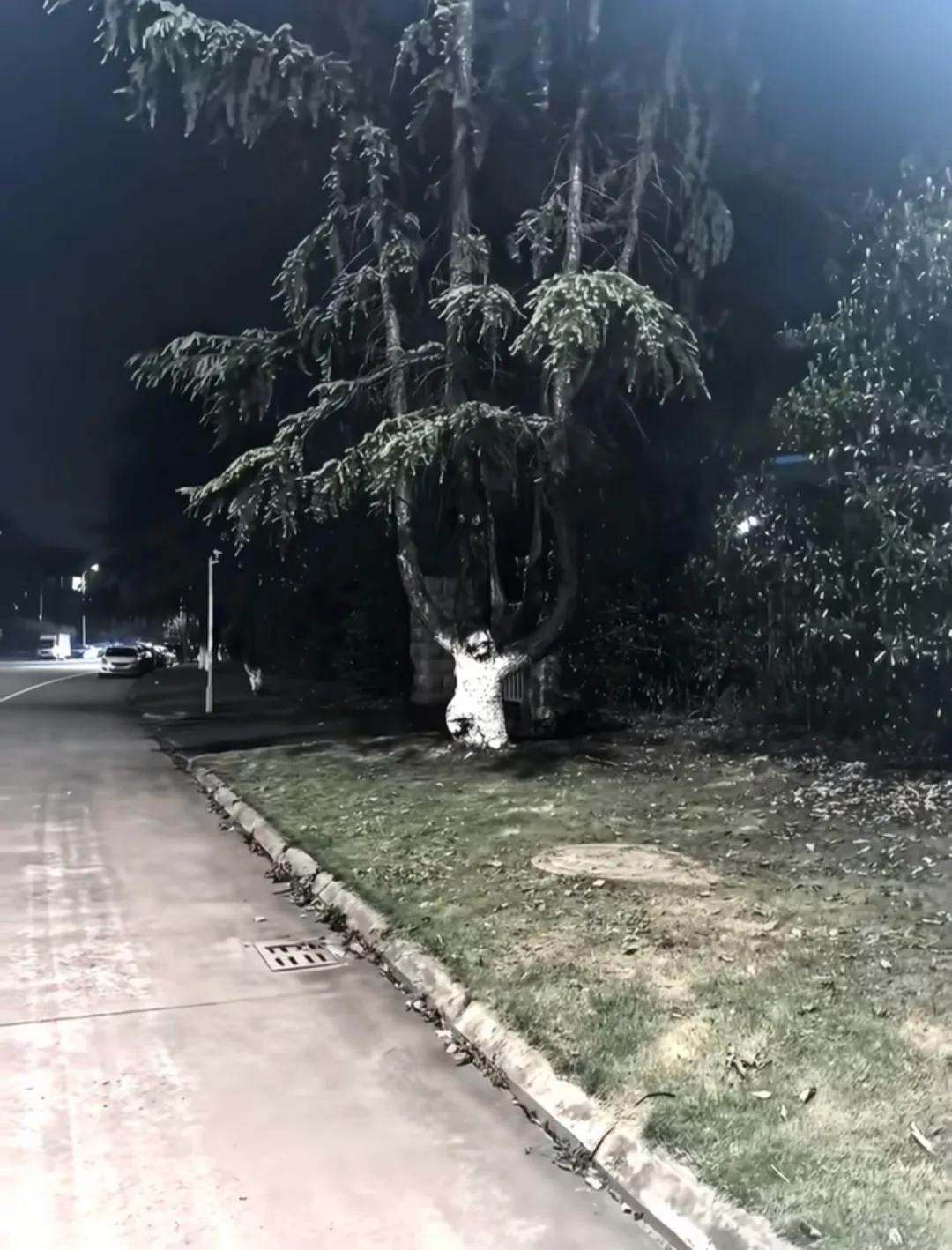 晚上出门散步时，被前面白色的怪物吓了一大跳！仔细一看，原来是树上刷的涂料，真是虚