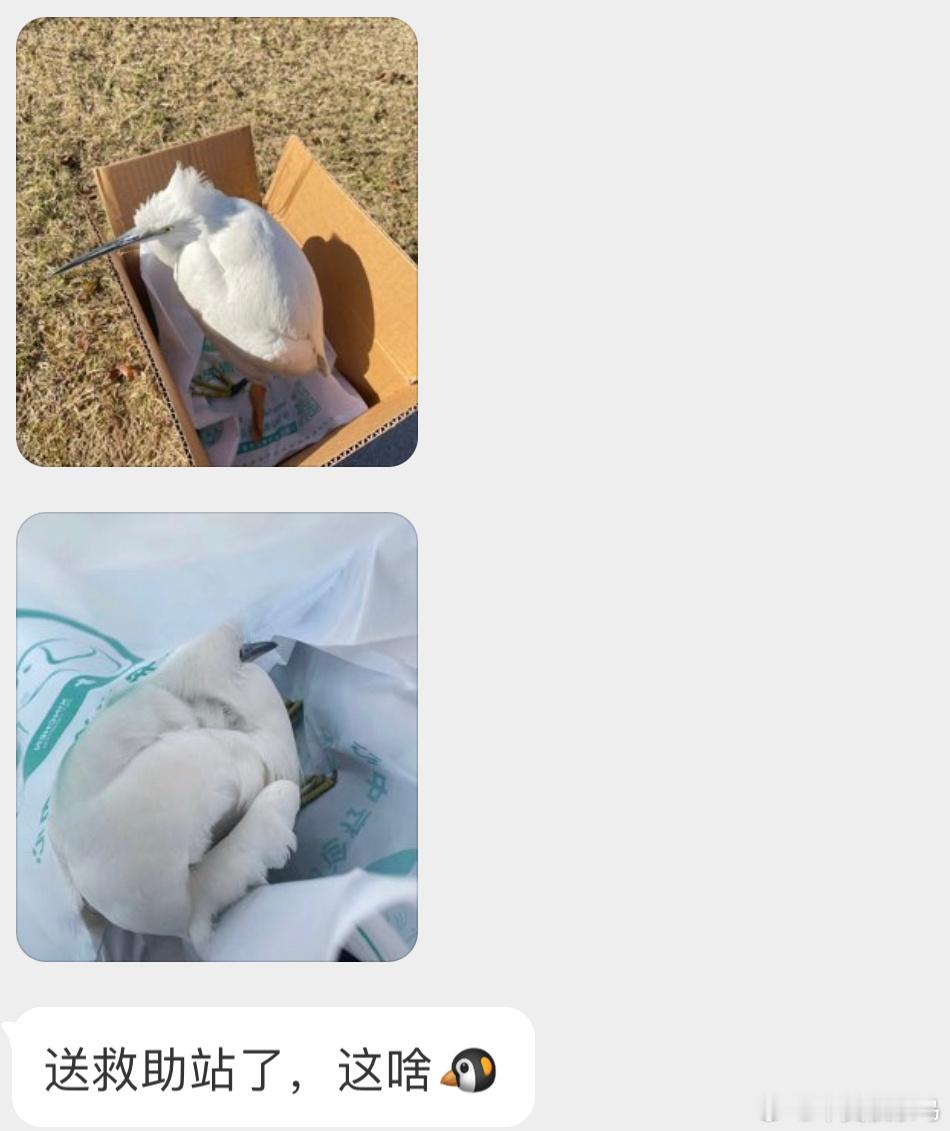 洁白如雪的【小白鹭】缩在一起像小猫🙊 ​​​