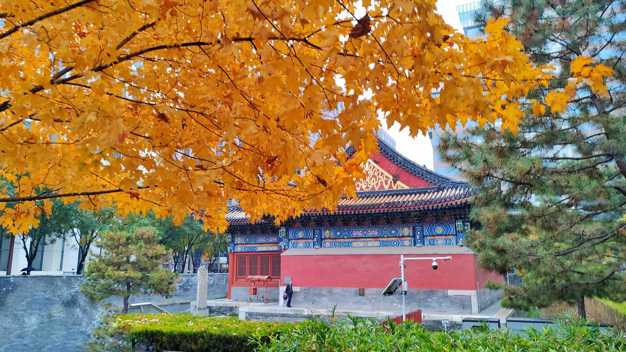 今日立冬，京城细雨绵绵！漫步在金融街、月坛公园，另有一番风情。银杏树金黄，枫叶火