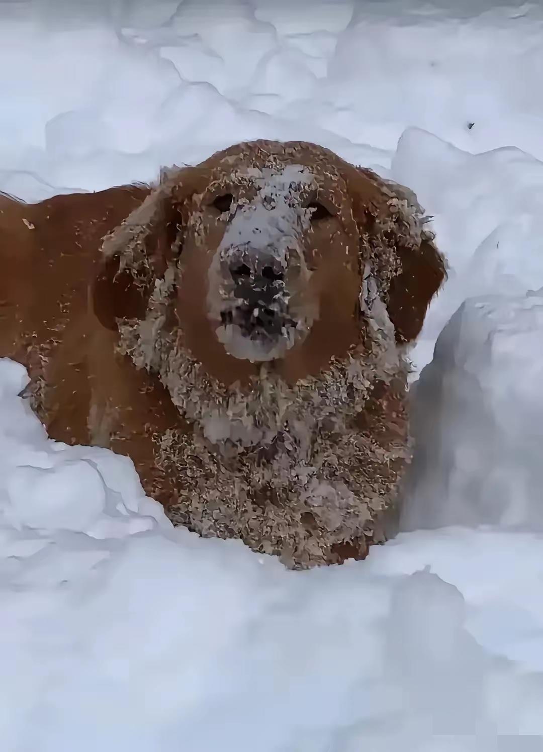 哈尔滨一男子家有一只狗子，被朋友领养了，前主人突然去探望，发现大雪天零下二十多度