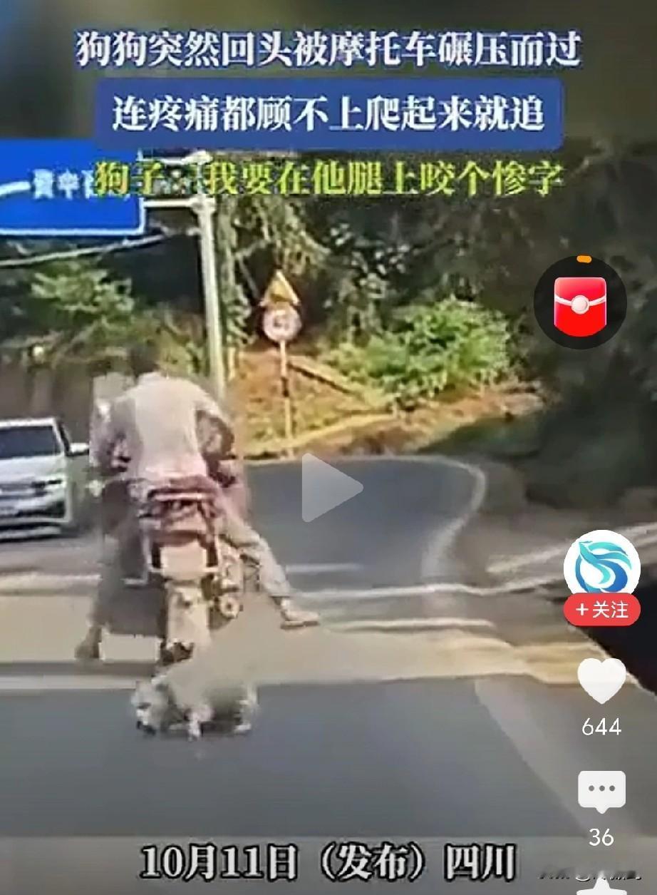 狗狗遭摩托车碾压，那摩托车毫无停车之意，一脚油门便逃之夭夭。
这狗狗也是个硬茬，