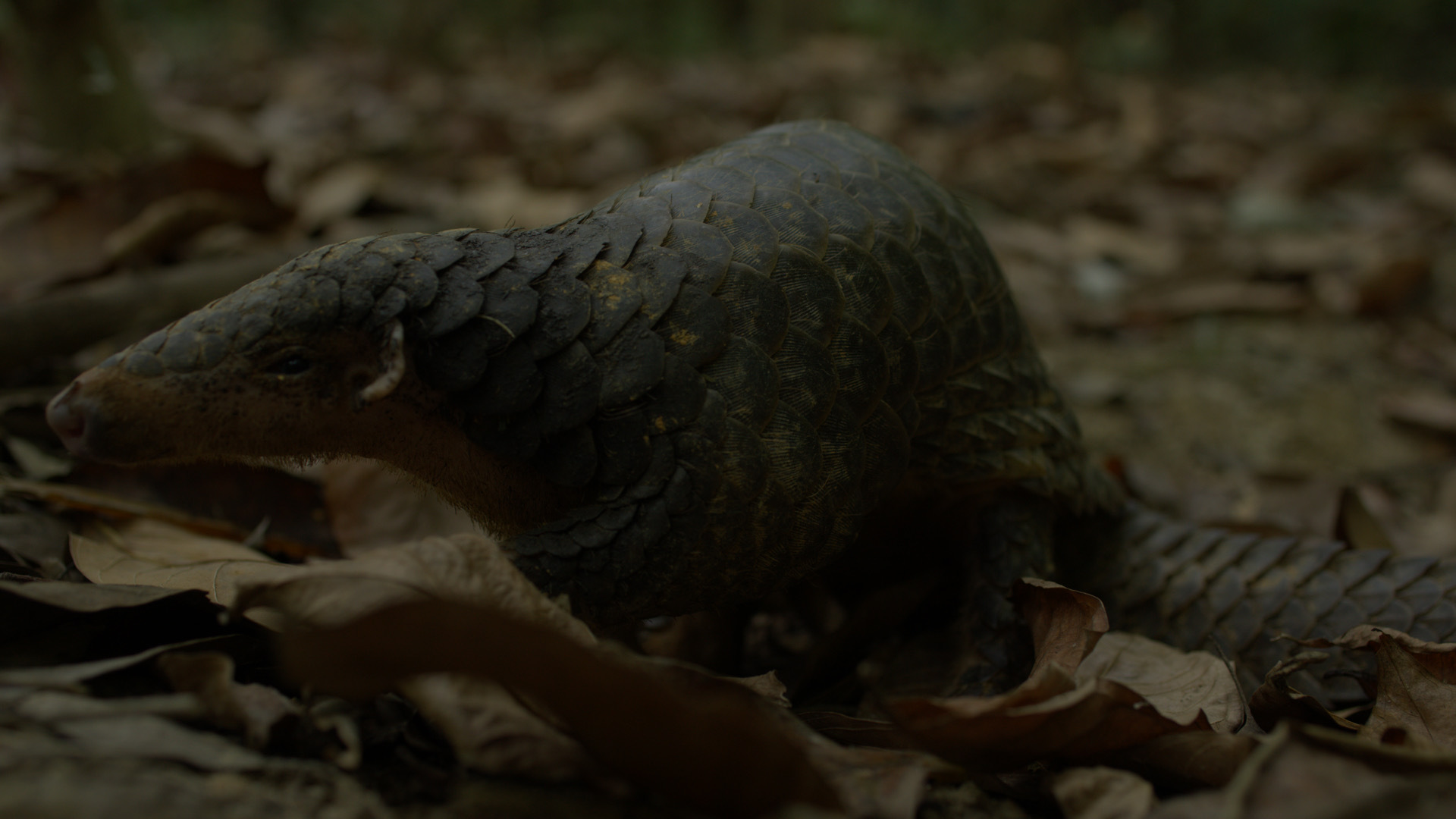 4K镜头下南岭密林藏秘境，中华白海豚逐浪、黑脸琵鹭栖红树林，城野共生的生态奇观，