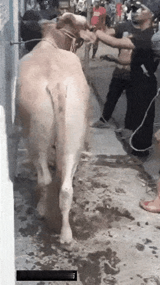 牛儿来到屠宰场，心中满是怨恨，等着主人来收它，没想到主人一来就靠得这么近。牛儿气