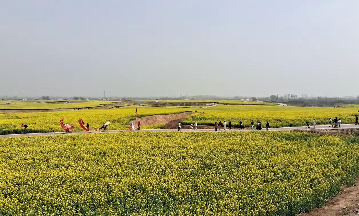 春日生活打卡季我们这里油菜花开了，正式拍照打卡的好时光。