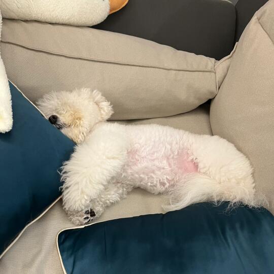小狗优雅睡姿