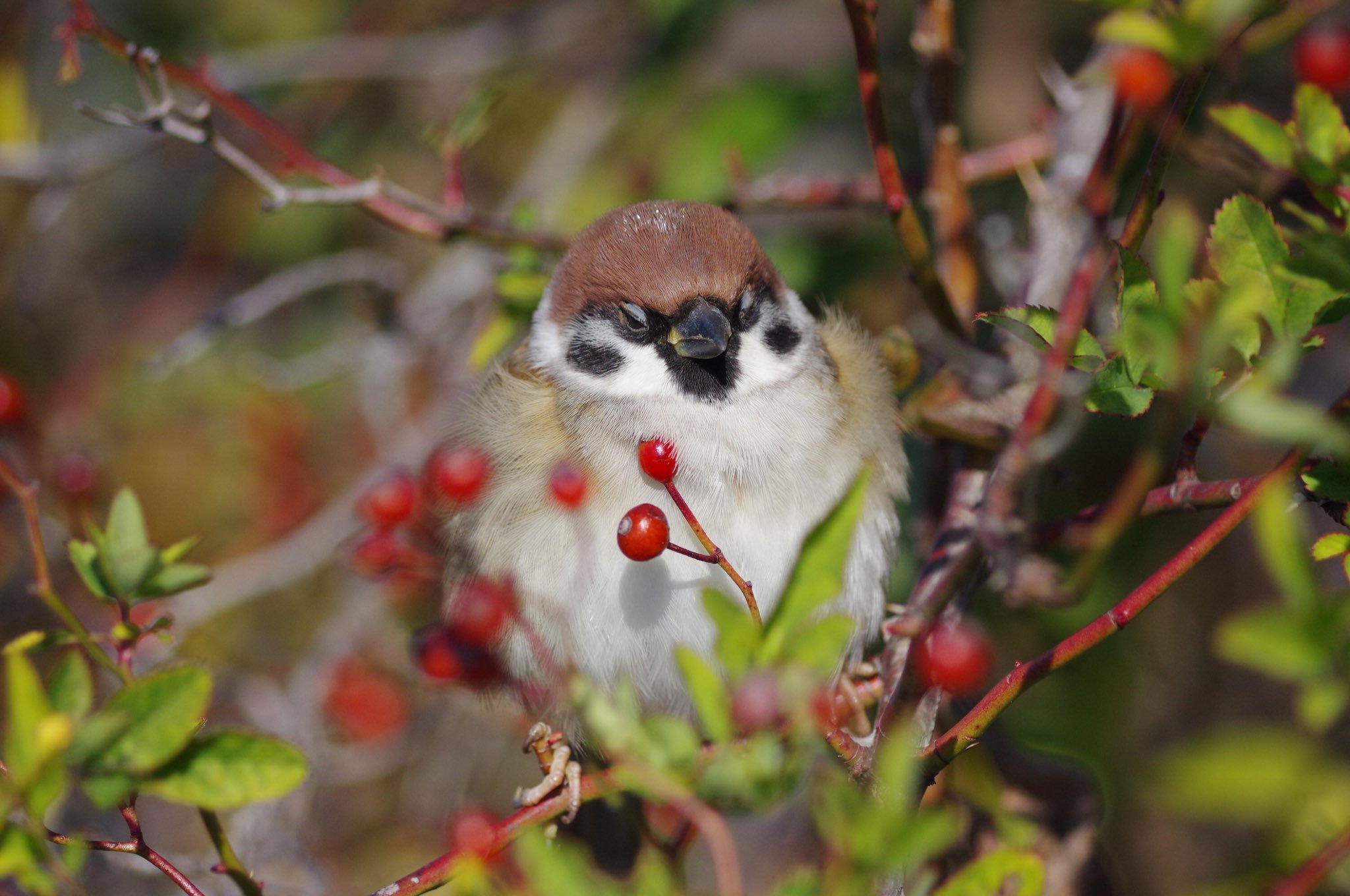 冬天圆乎乎的小麻雀和红果果最配啦！！！【推：aerial2009】 