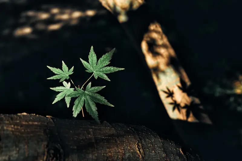 生命的本质是什么？有人说生命是不断自新，即便身死，也会走向下个崭新阶段。我倒觉得