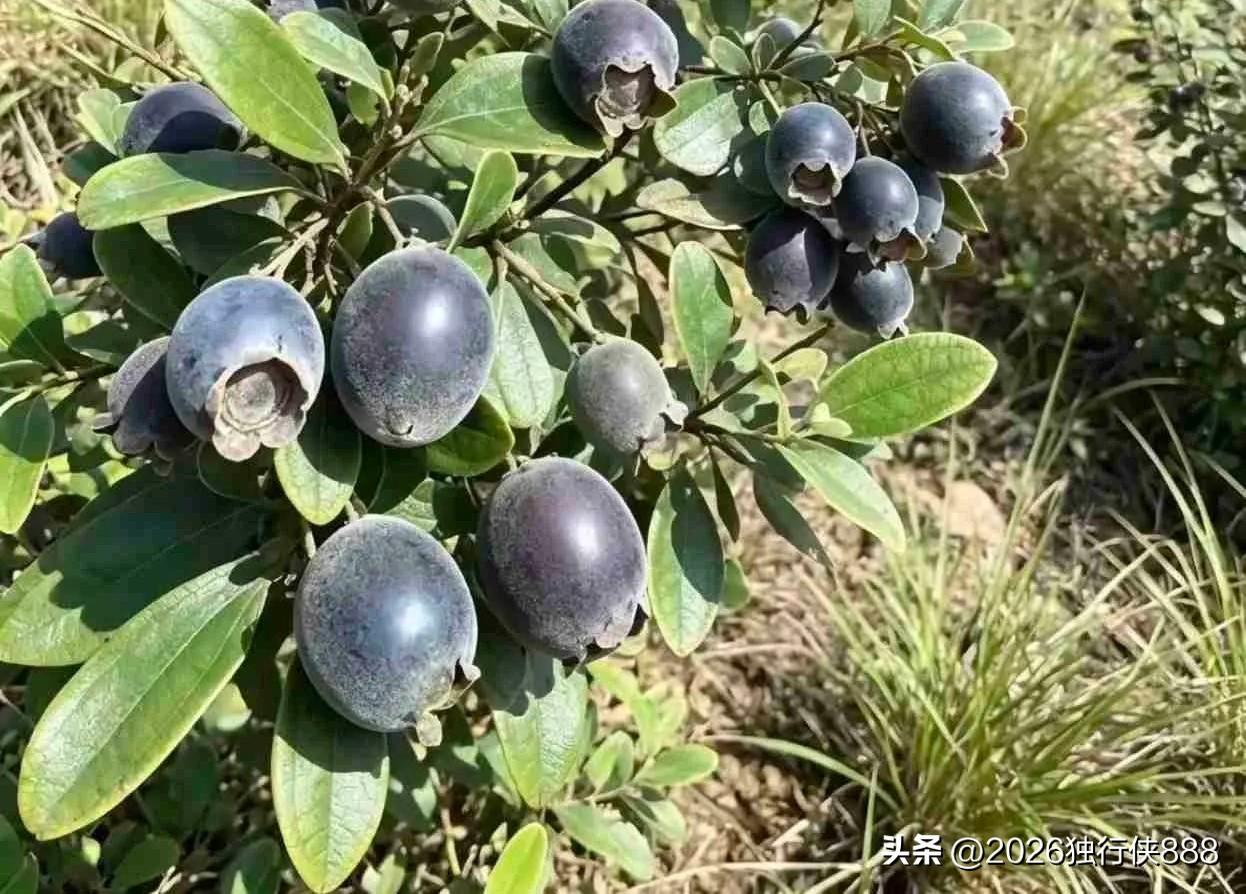 药品第三终端销售，现在去拜访客户要谈什么话题，才不会把天聊死？

上午拜访客户时