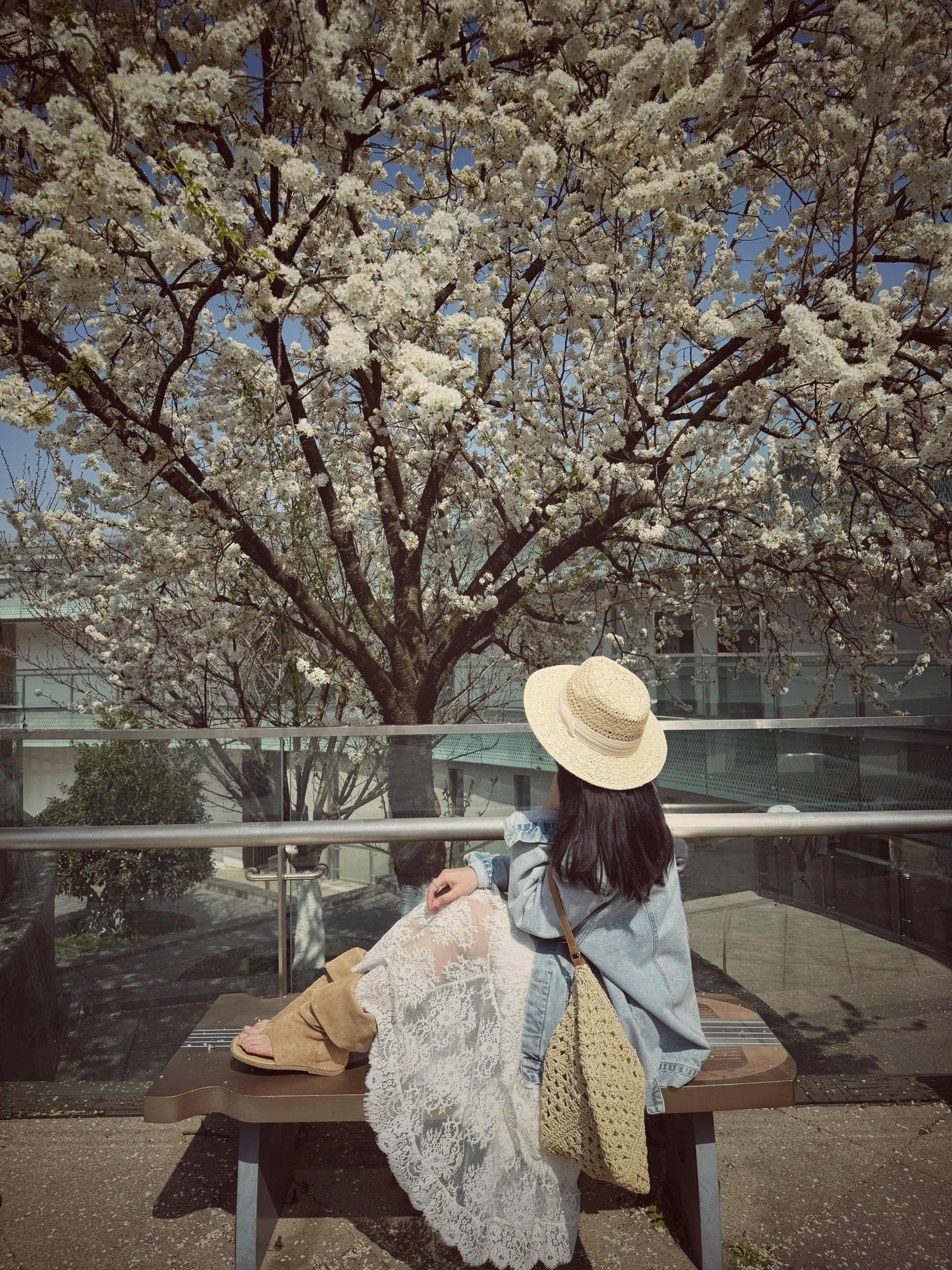 樱花树下🌸。