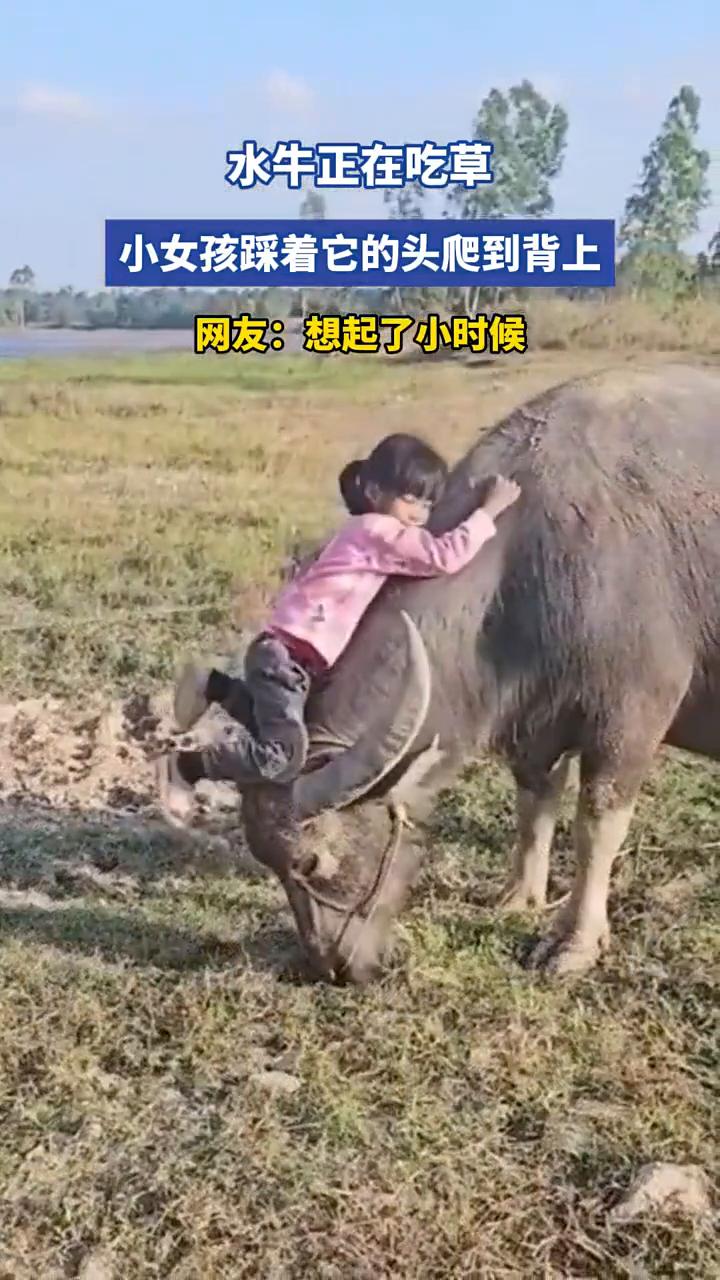 水牛正在吃草，小女孩踩着它的头爬到背上。
网友：想起了小时候。