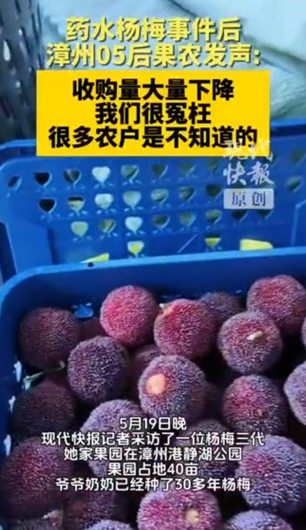 那些每天经手上千斤这种杨梅的工人，自己一口都不碰。他们知道这些杨梅大多发往浙江、