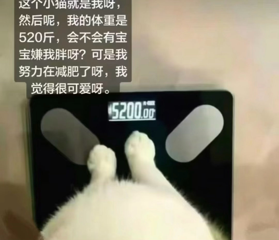 我不行了一直在看这个肥兔子表情包好解压 