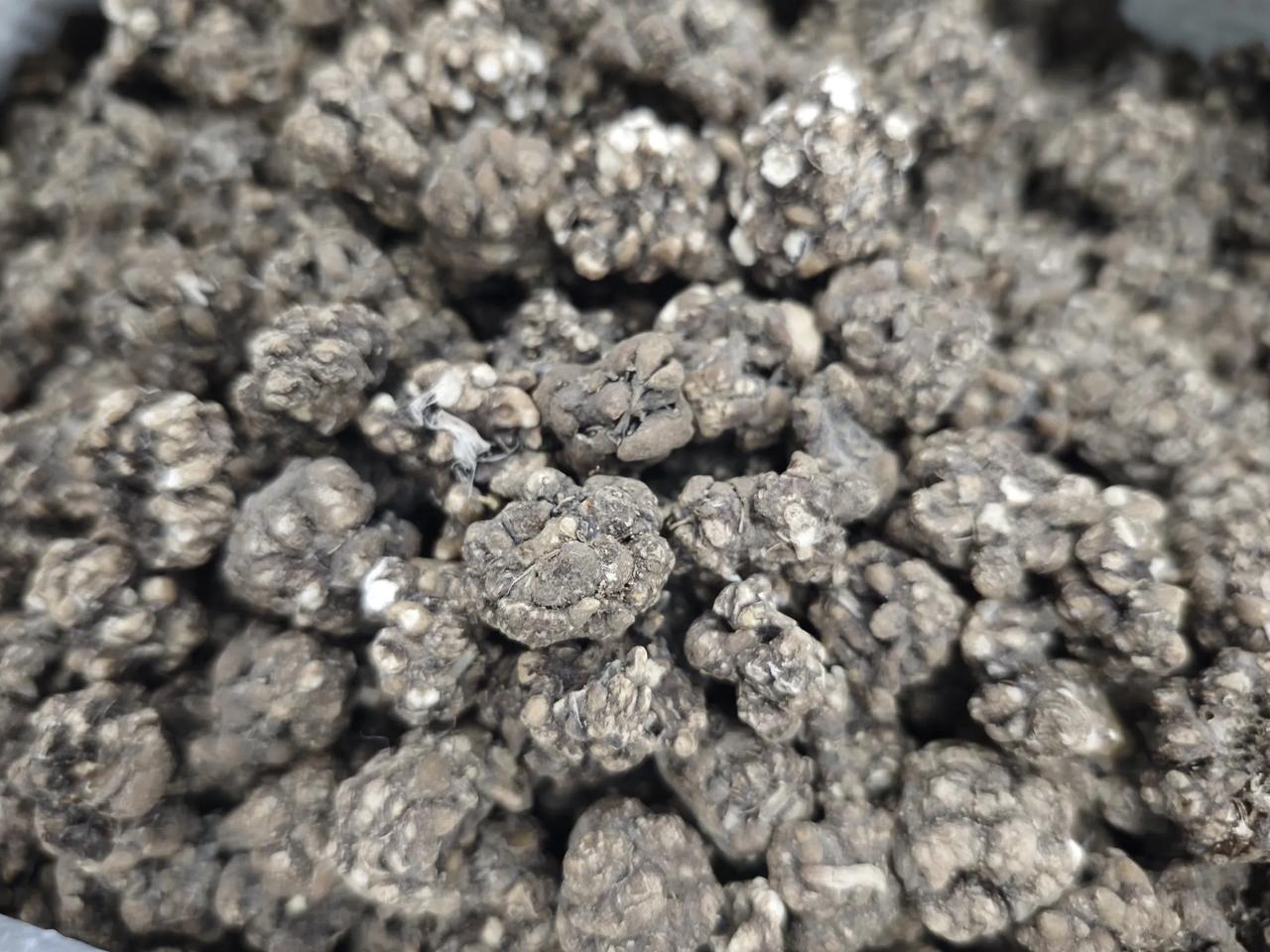 亳州中药材市场最新价格之跌价药材榜：①猫爪草，在产新市场最高价1200元每公斤时
