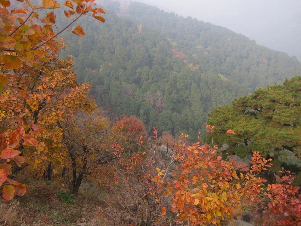 北京从10月份开始，树木的叶子叶子就会开始变色了。等完全进入到11月份，叶子颜色