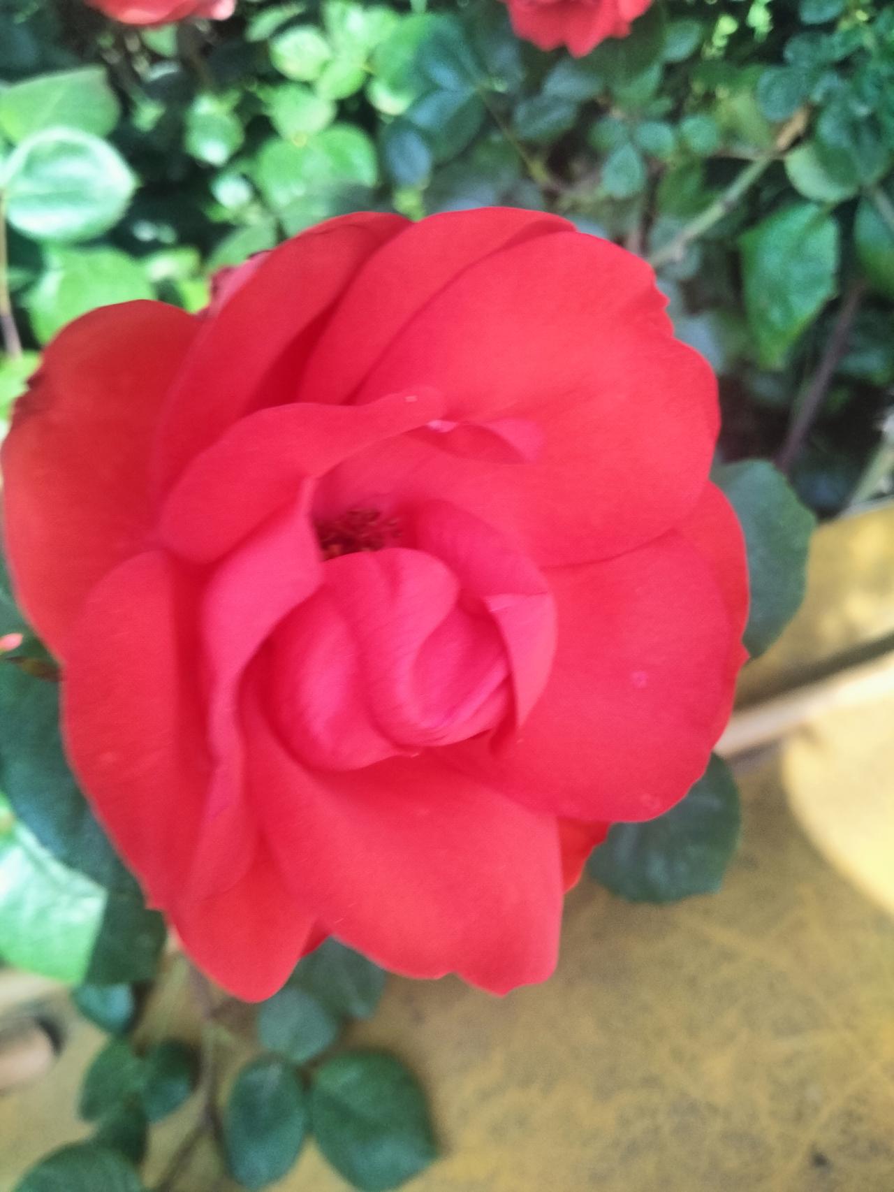 晒一晒相册里的花红月季开得热烈，像把春天的阳光都揉进了花瓣里，风一吹，连空气都染