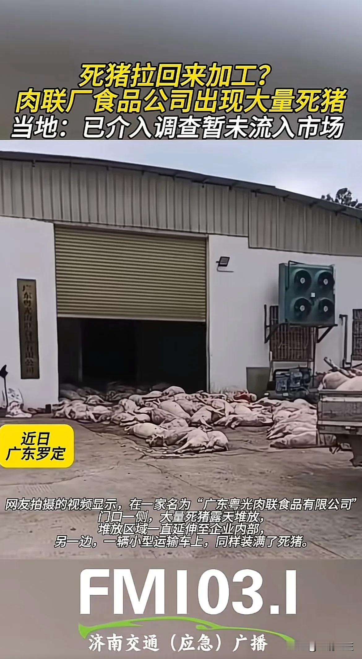 还是处罚的轻了啊

厂区内露天堆放大量死猪

部分死猪甚至堆积至企业内部，另外有