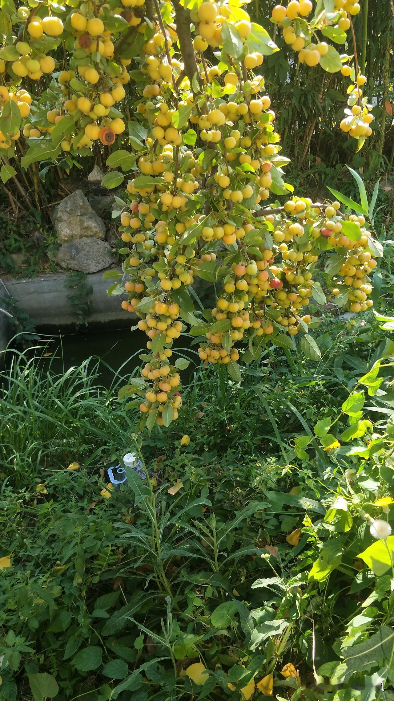 ＃果的秋天＃
从地土里长成，根深叶茂。冲向兰天、予以云朵试比高。从空中垂下、挂那