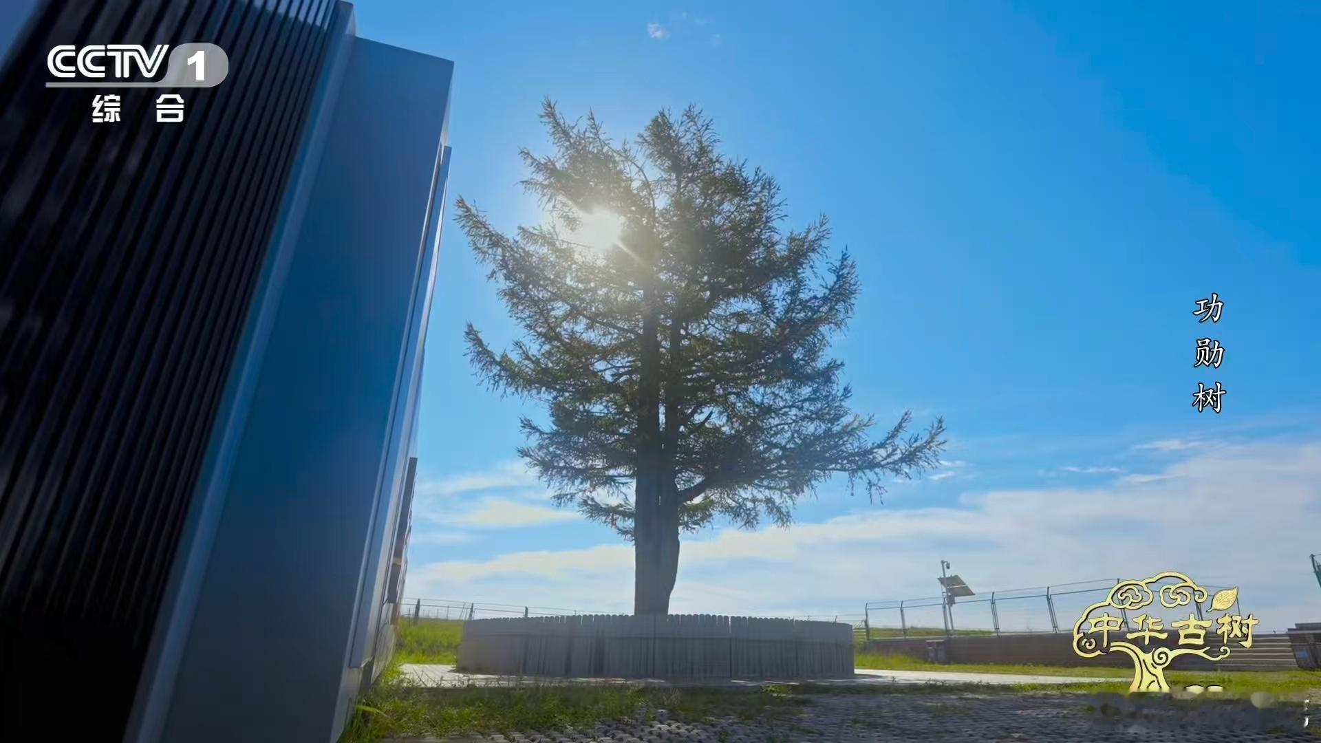 140岁落叶松救活一片荒漠一棵百岁树也能教人种树 1961年塞罕坝荒漠连天，造林