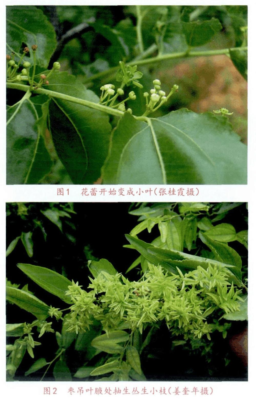 清明节回老家，发现大片的枣树枝条上挂满了小扫帚一样的枯穗，哥哥说，老家的枣树得了