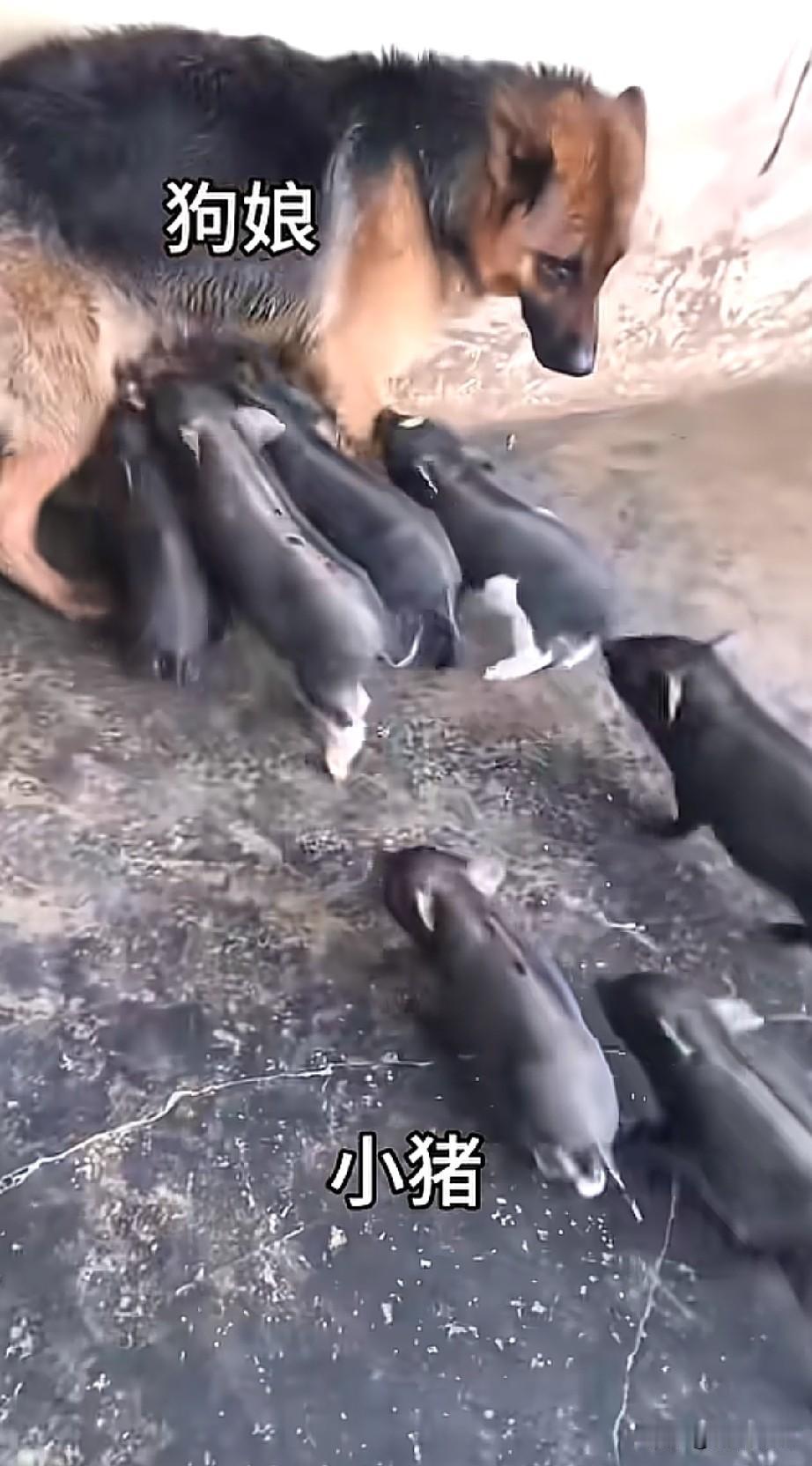 这条狗真是不容易，被一群小猪崽子给盯住了，也许小猪崽子产生了一种错觉，以为狗它们