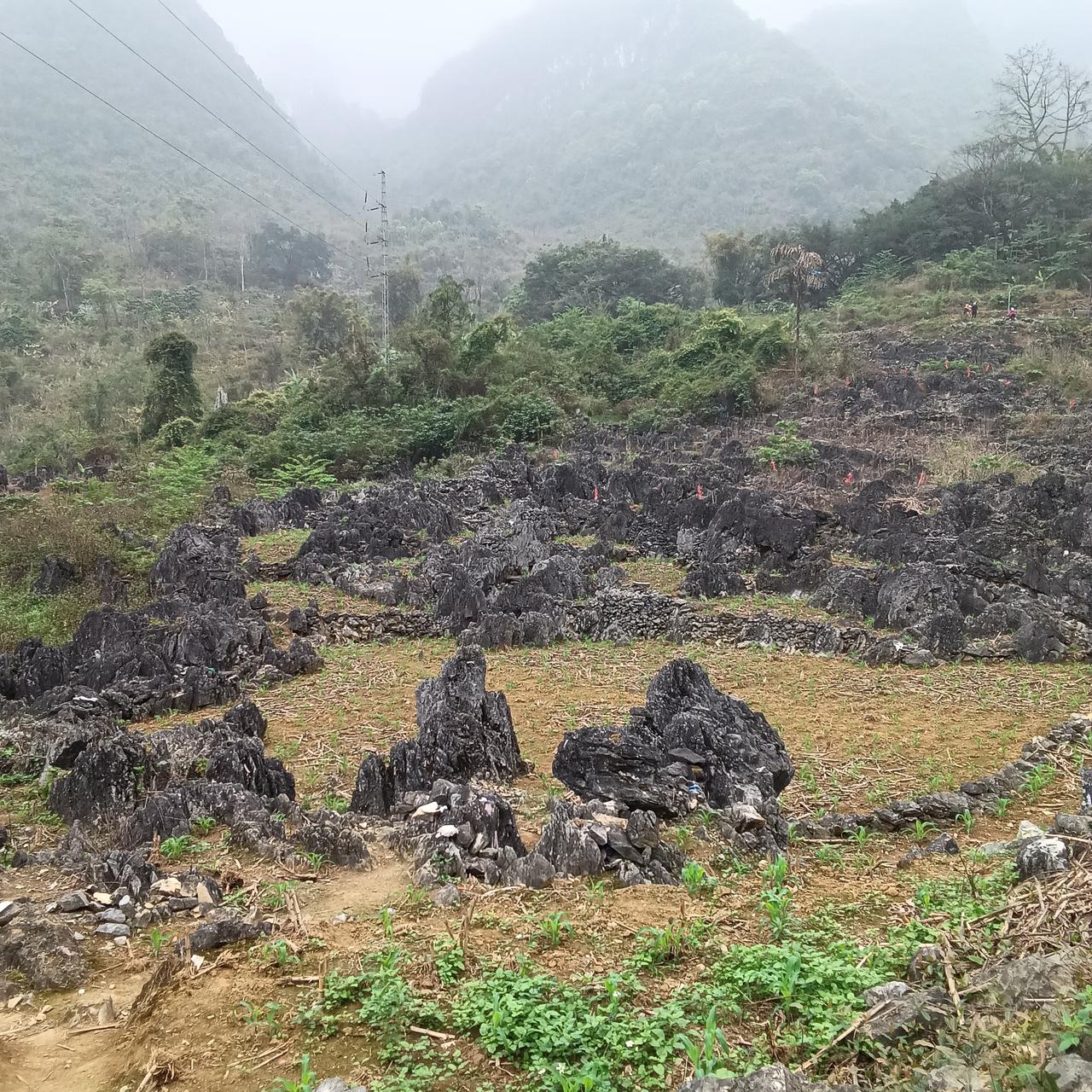 巴马的山各有特点
黑石与喀斯特主导

今天上的这座小山，位置在巴马坡月村足拉屯后