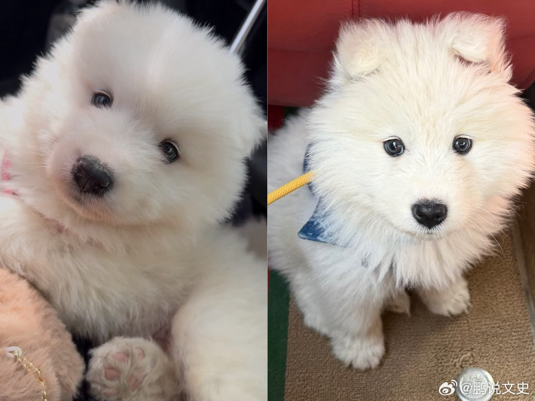 萌娃熊宝小狗到家一个月啦宠物写真萨摩耶