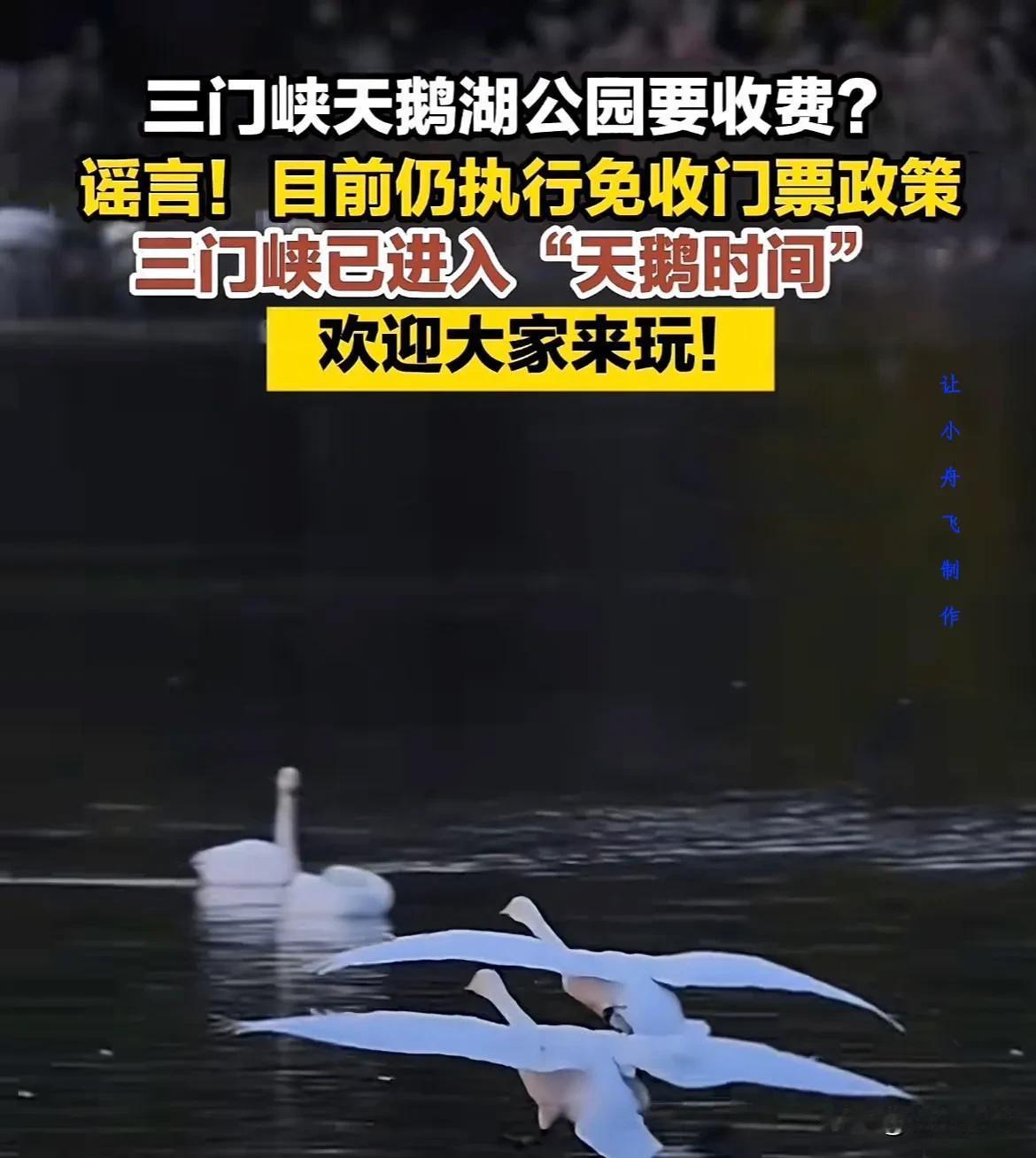  天鹅已经成为了三门峡的一张重要名片，每年10月份下旬天鹅都会如期而至，来和我们