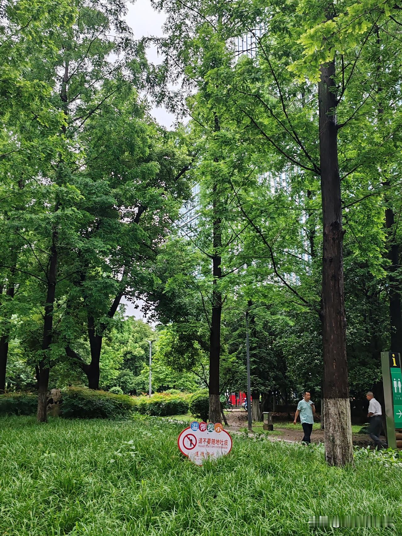 雨过天晴的青山区南干渠（建设一路段）绿树成荫，环境优美，令人陶醉。在此休闲、徒步