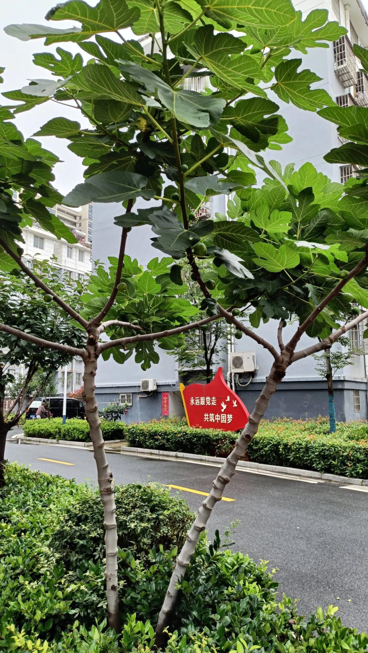 这还是益鸟吗？
邻居家在小区里种了一棵无花果树，树上挂满了密密麻麻的果子，果子好