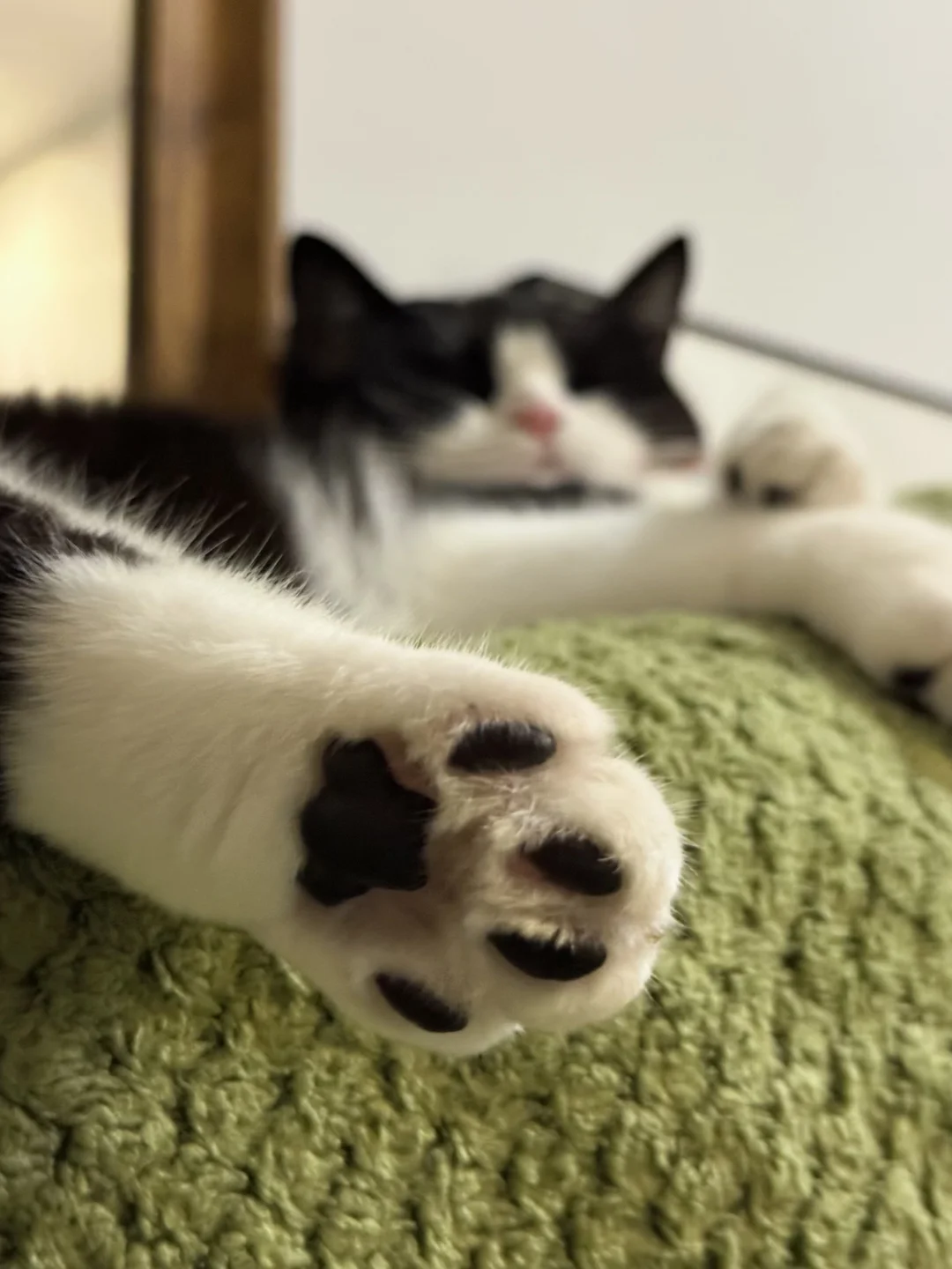 五一到了 谁家缺一个小猫苦力！