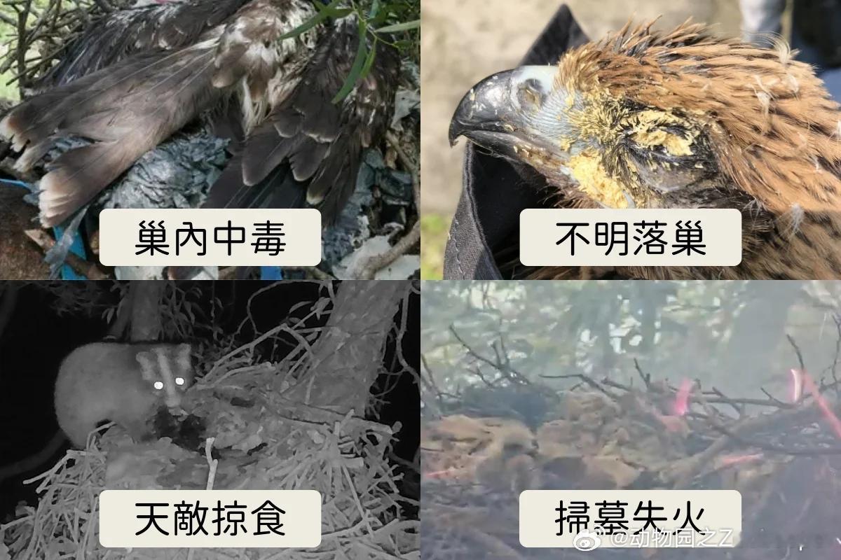 【黑鸢】台湾黑鸢繁殖巢位觀察异常状况 ​​​