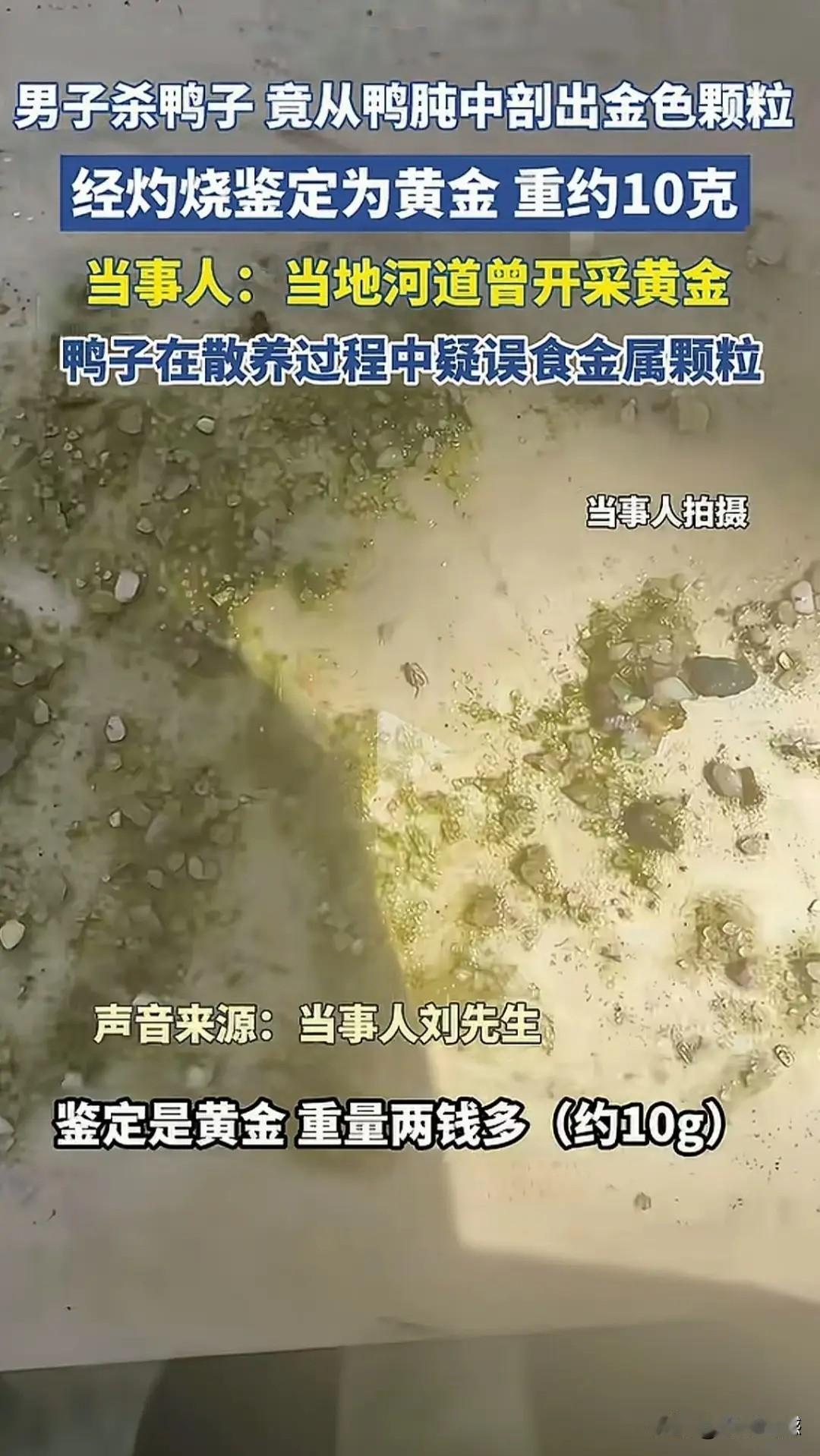 鸭子肚里有黄金，真是第一次听说，湖南一名男子，在屠宰自己家的鸭子过程中，在鸭肫里