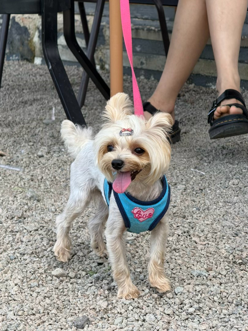 -🐶 延吉