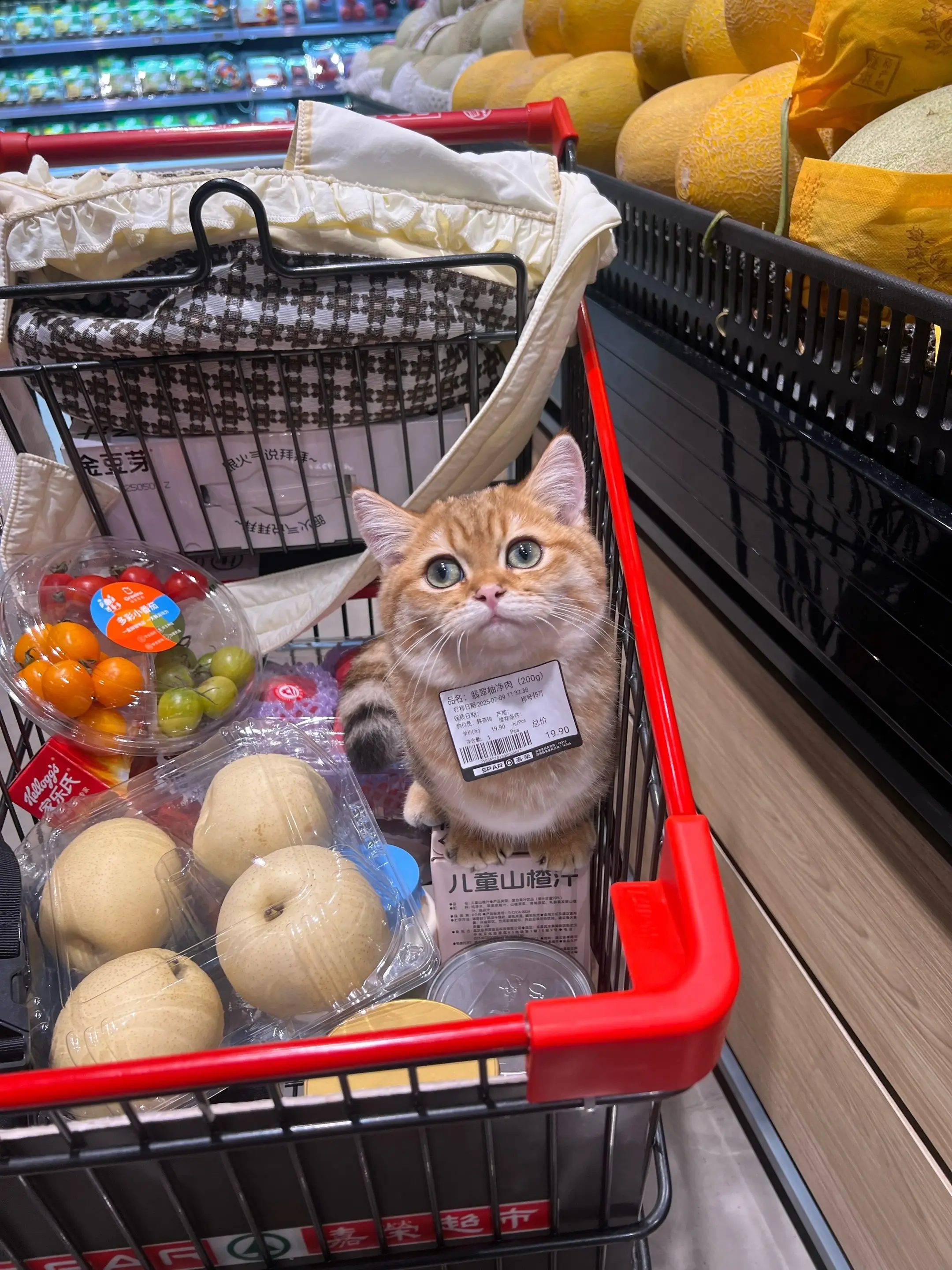 帮我看看打折19.9入手的猫值不值？我觉得还行😂猫咪日常