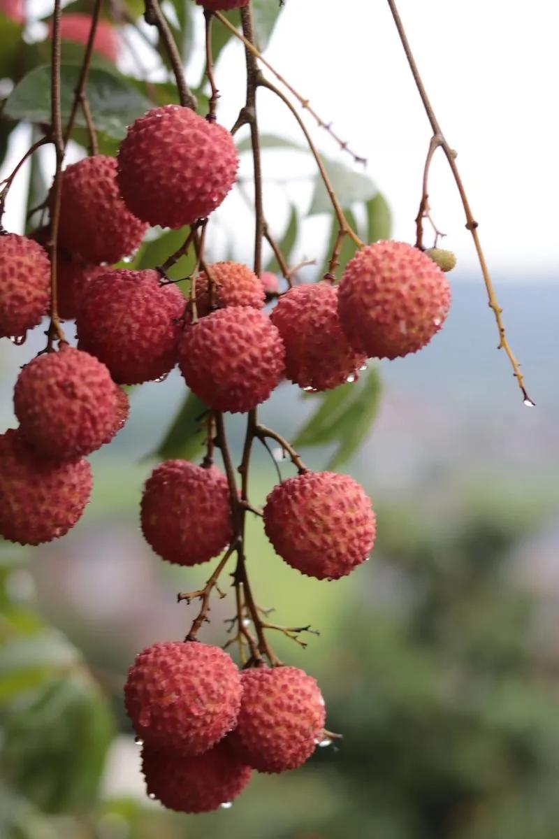 终于弄明白了！
为什么今年荔枝可能要贵上天？
不是因为它更金贵了，也不是它不配，