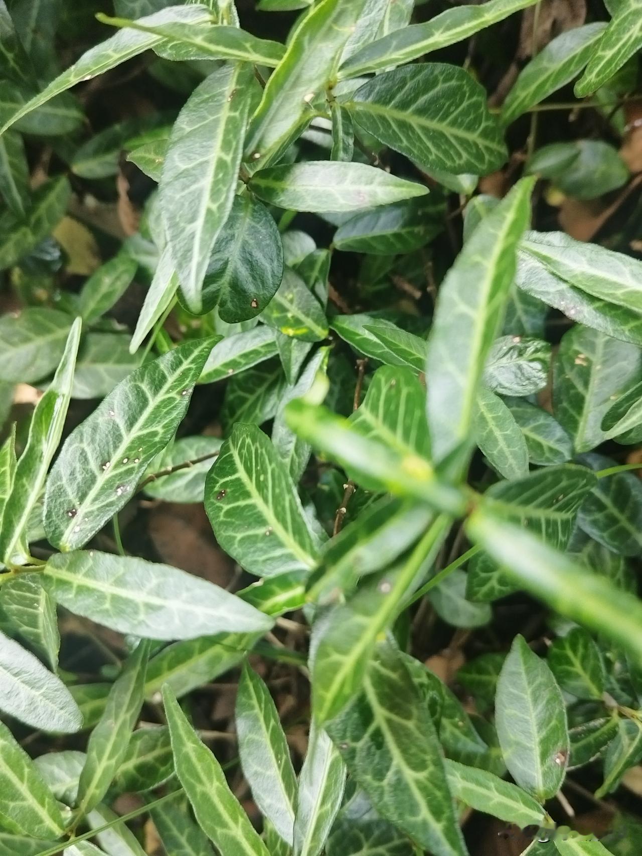 胃癌后生活记录！
胃癌手术后已经有两年多了，从开始检查到手术，及至化疗，除了手术