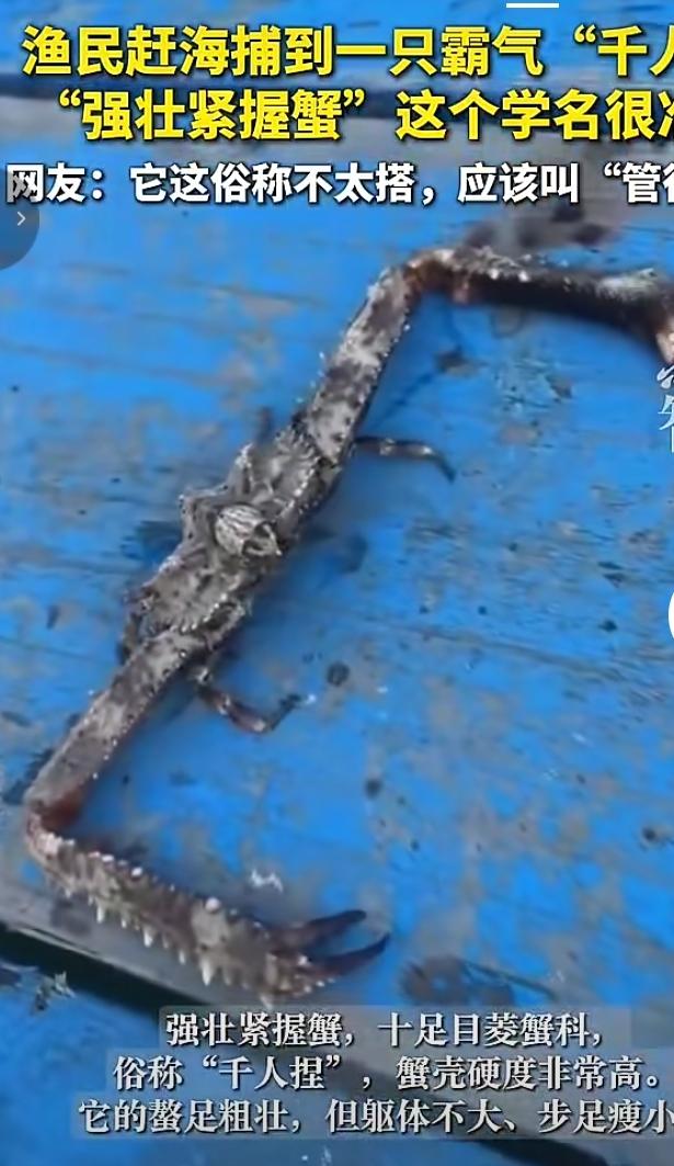 渔民赶海，捕到一只长相特别霸气的螃蟹，名叫强壮紧握蟹，俗称“千人捏”。
 
别看
