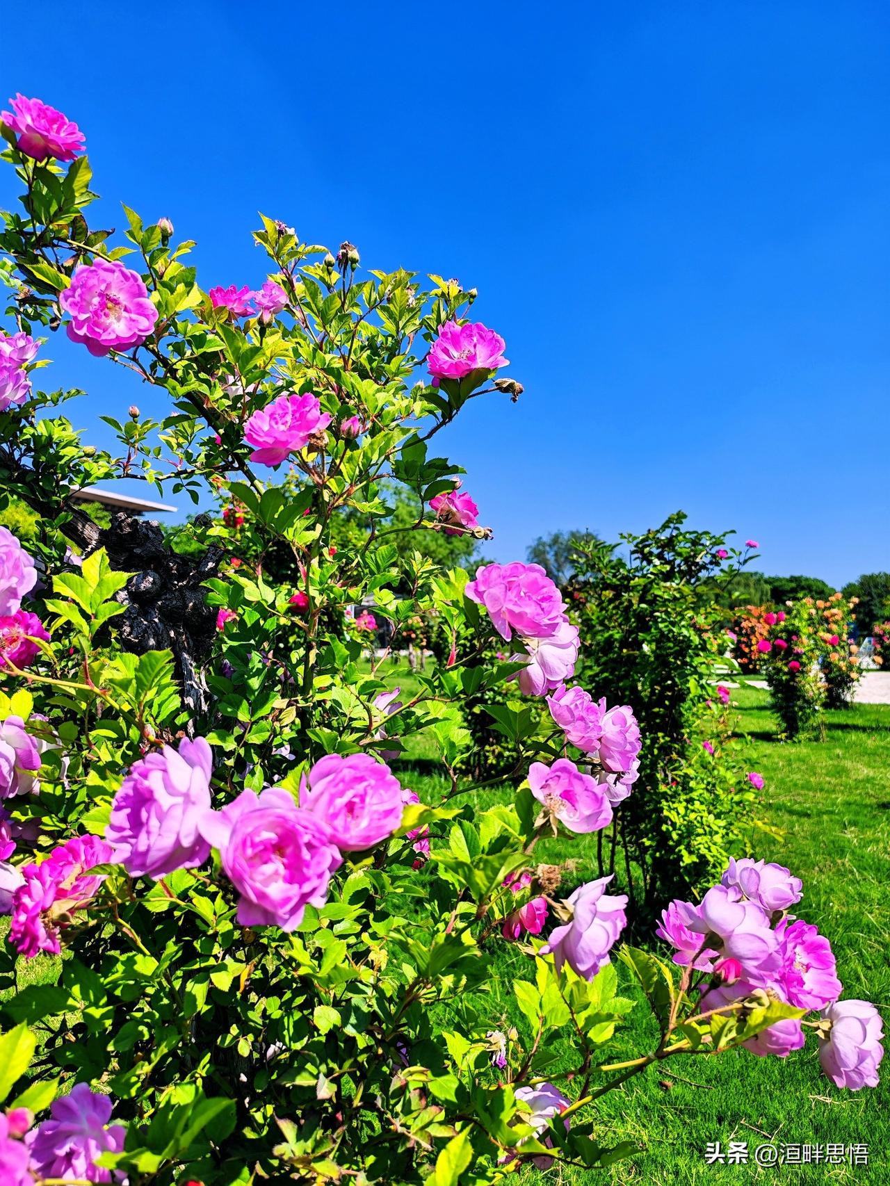 阳光下的粉色花海，浪漫满溢！🌸🌞