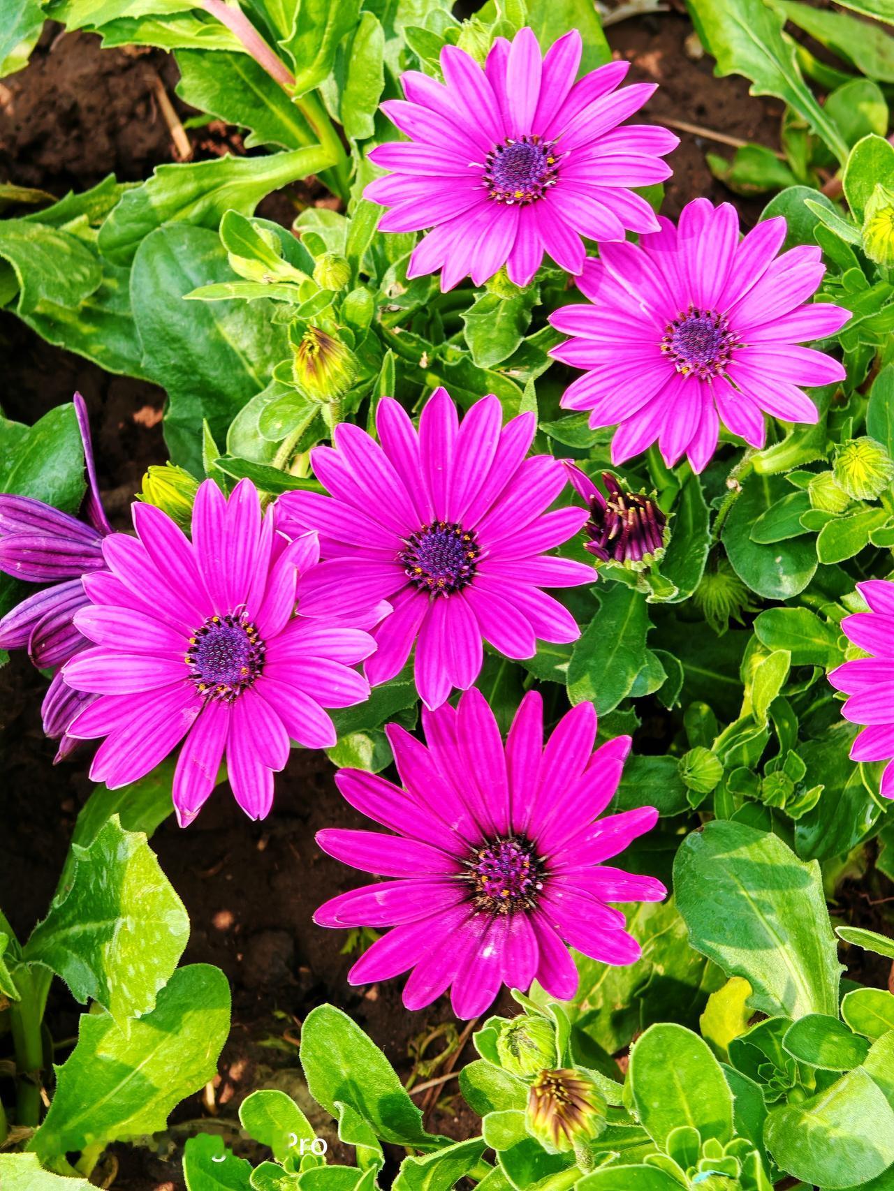 张凤路口北的花坛小花，那真是城市里的一抹小惊喜。每次路过那儿，都忍不住多看两眼。