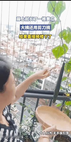 仪式感拉得满满的。
这根黄瓜至少有三两重了，掉楼下去了，估计大妈她得心疼好长时间
