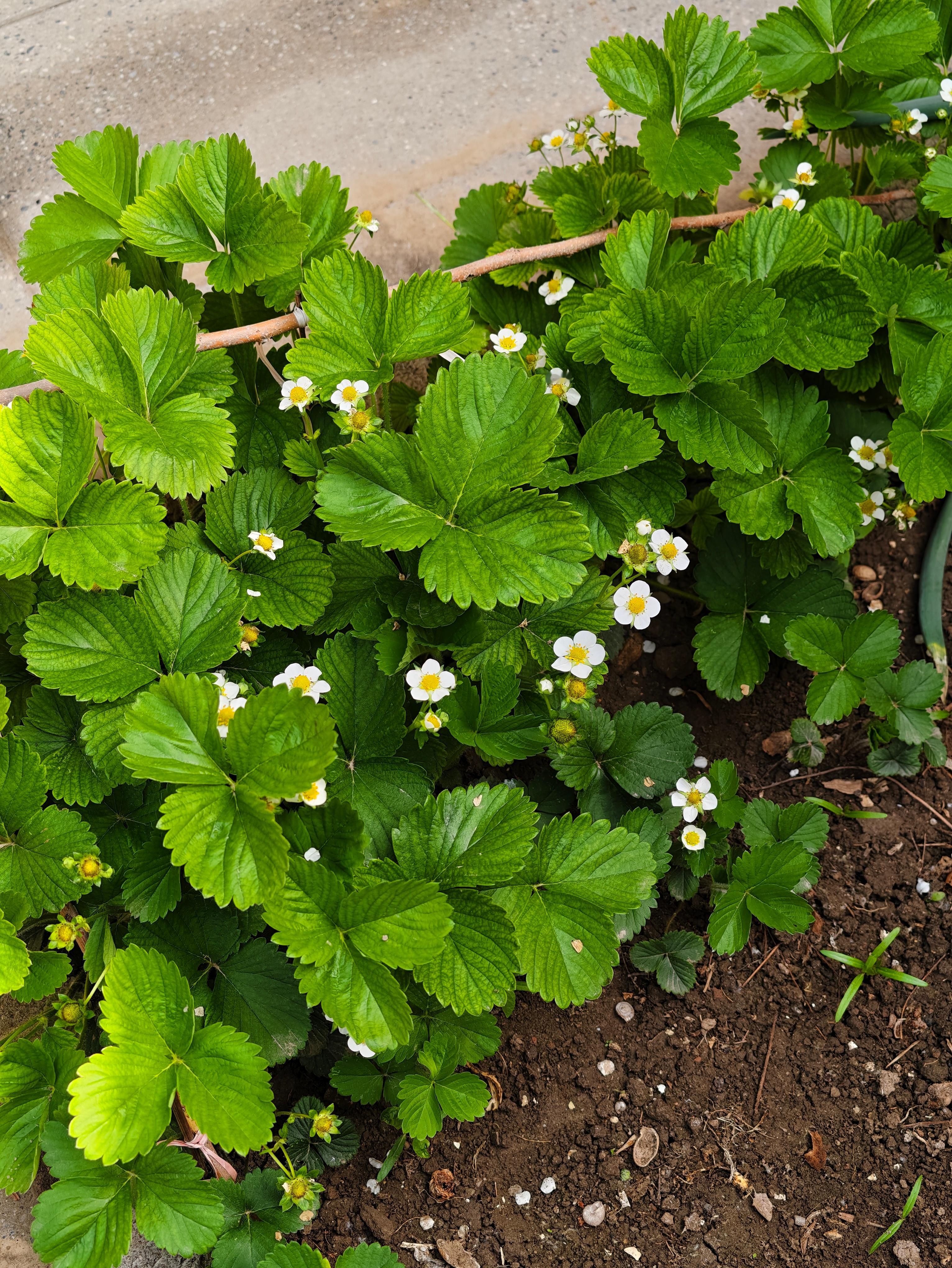 今年应该会长很多草莓🍓吧