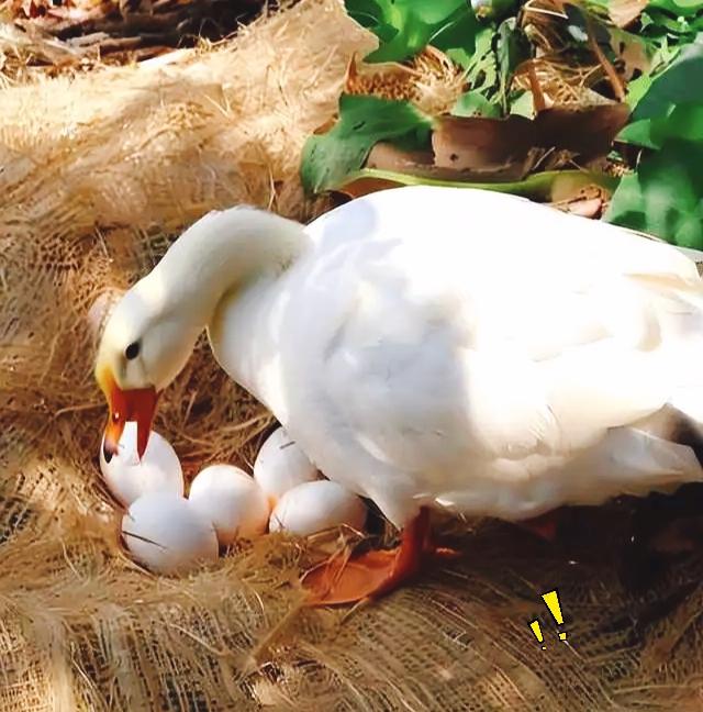 本来想着表姐家养的鹅蛋，熟人肯定不会乱加价，也就没提前打听价钱，随手装了二十个。