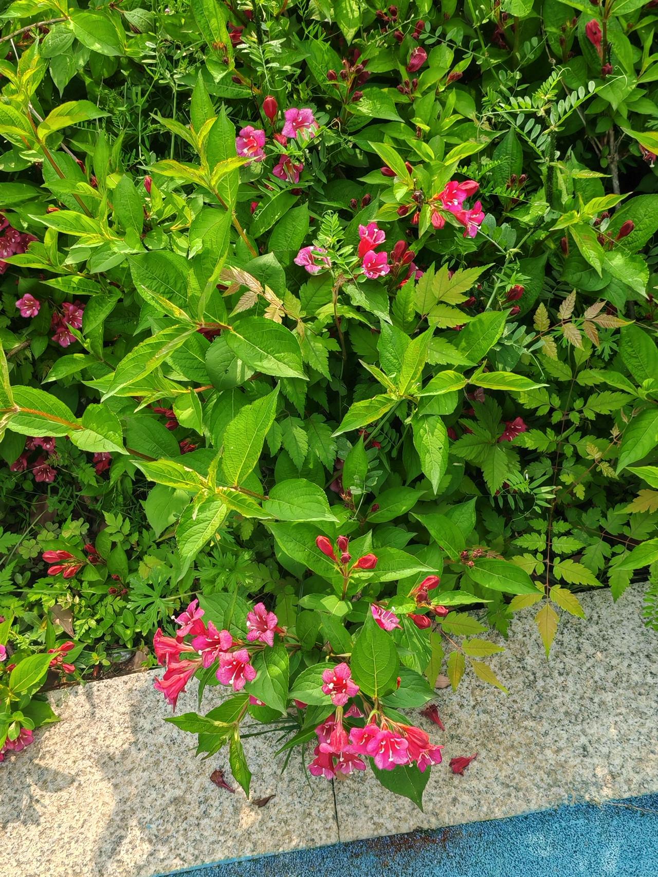 florida）。

它是一种非常常见的观赏灌木，属于忍冬科锦带花属。从图片中可