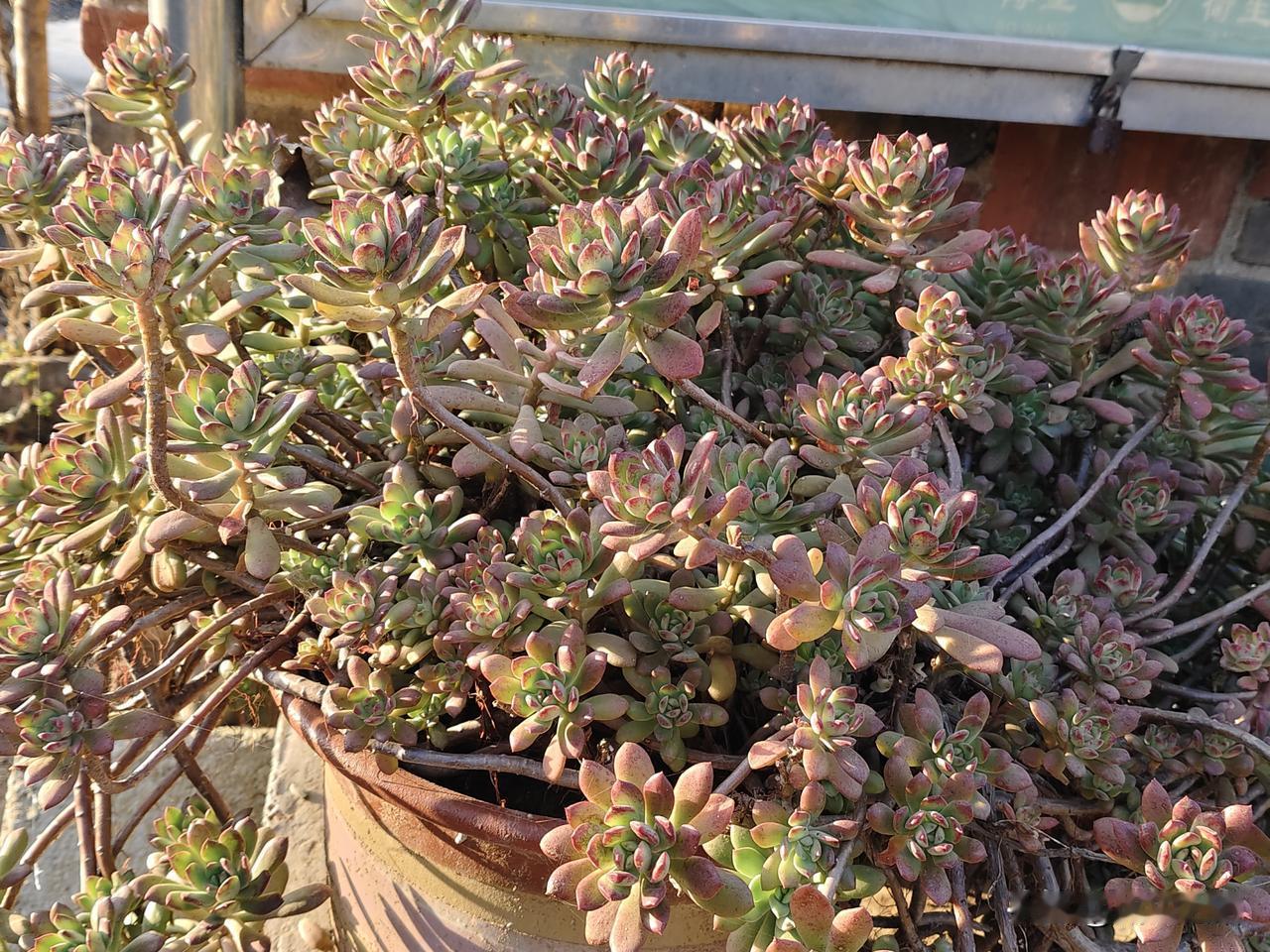 今天路过邻居家门口，一眼就被这盆多肉惊着了！
这哪是养花啊，简直是多肉“老妖精”