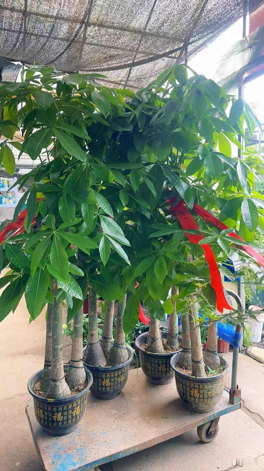 发财树真的会发财吗？