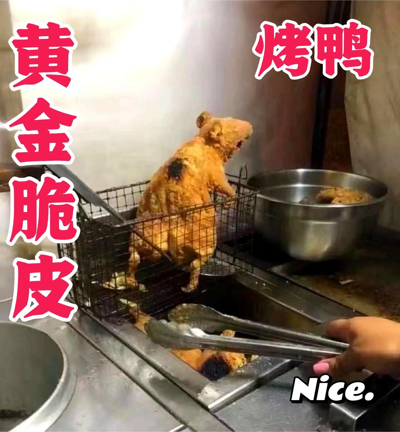 第一次见到的黄金脆皮烤鸭！
网上看到的特殊的烤鸭，你吃过吗？第一次见到这种烤鸭！