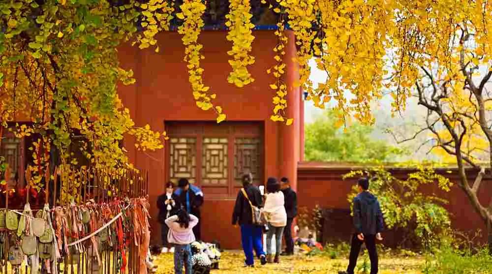 日前，日照岚山卧佛寺1300多年的古银杏树进入最佳观赏期。古树枝繁叶茂，金黄色的