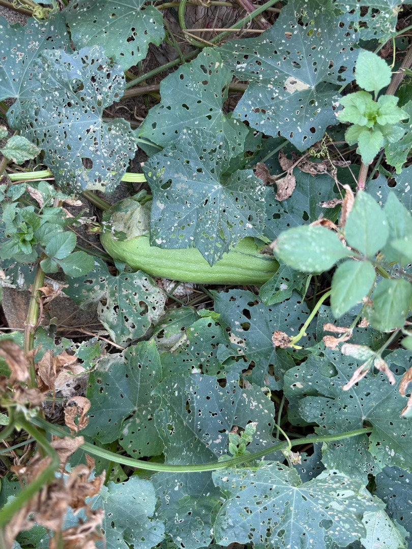 丝瓜忘记摘长老了没法炒菜，但收获天然丝瓜络。刷碗、养花，种子留着明年播种。换个角